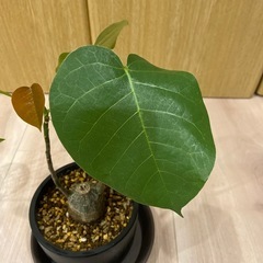 プセウドボンバックス　エリプチクムの画像