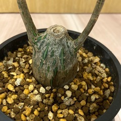 プセウドボンバックス　エリプチクムの画像