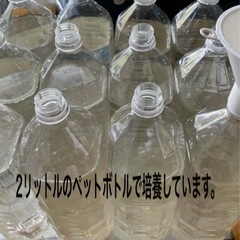 【針子、稚魚の活きエサ】自家培養 インフゾリア(ゾウリムシ) 450ml～の画像