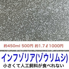 【針子、稚魚の活きエサ】自家培養 インフゾリア(ゾウリムシ) 4...