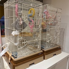 フクロウモモンガ
