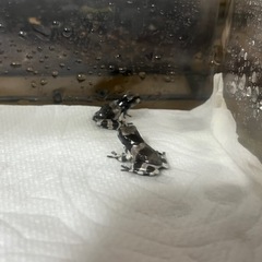 ミルキーフロッグの画像