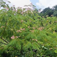 強く儚いいのち☆ - 中央区