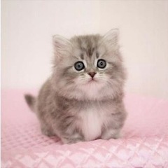 渋谷で一緒に麻雀やりましょう😸