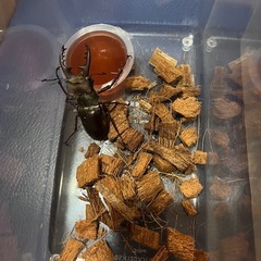 県内採取　ミヤマクワガタの画像