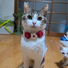 ひかえめだけと甘えん坊？美形のぼく