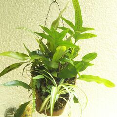吊り下げ観葉植物の画像