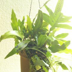 吊り下げ観葉植物の画像