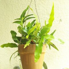 吊り下げ観葉植物の画像