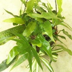 吊り下げ観葉植物の画像