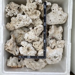 デスロック　アクアリウム　熱帯魚の画像