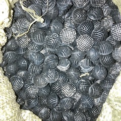 バイオボール　濾過材　熱帯魚
の画像