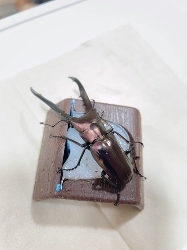 メタリフェルホソアカクワガタ 亜種フィナエ 初ニ令幼虫4匹
