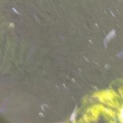 商談済みです　メダカ　稚魚の画像