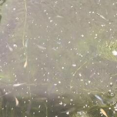 商談済みです　メダカ　稚魚の画像