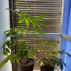 観葉植物
