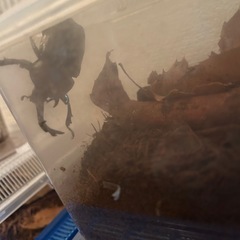 カブトムシ　オス　メスの画像
