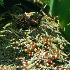 レッドビーシュリンプ 50匹 4000円 最安値 格安 NO1098の画像