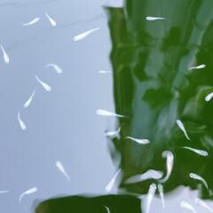 めだか 白メダカ無選別30匹の画像