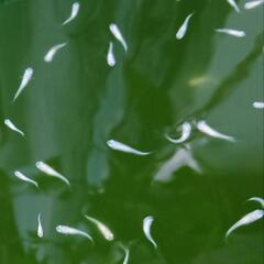 めだか 白メダカ無選別30匹の画像
