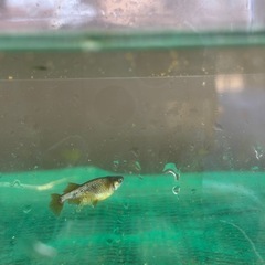 (配送可能)橙1ペア(産卵中の画像