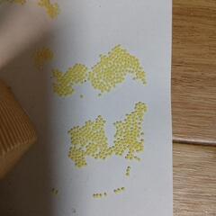 蚕　卵　差し上げますの画像