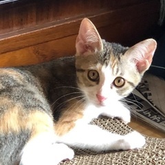 2頭の可愛い子猫達❗️
