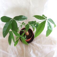 観葉植物　パキラ　幹太　3.5号鉢　///の画像