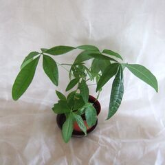 観葉植物　パキラ　幹太　3.5号鉢　///の画像