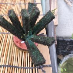 メダカ品種みゆきミックス卵の画像