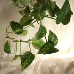 観葉植物　斑入りポトス　吊り鉢入り　///の画像
