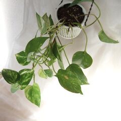 観葉植物　斑入りポトス　吊り鉢入り　///の画像