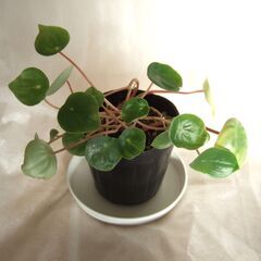 観葉植物　ペペロミア　サンデルシー　スイカペペ　小苗　///の画像