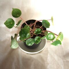 観葉植物　ペペロミア　サンデルシー　スイカペペ　小苗　///の画像