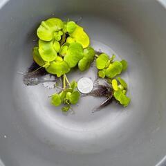 ミニホテイ草３個の画像