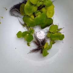 ミニホテイ草３個の画像