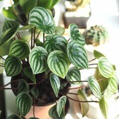観葉植物　ペペロミア　サンデルシー　スイカペペ　小苗　///の画像