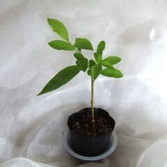ニオイバンマツリ　発根　小苗　///の画像