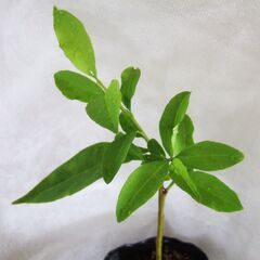 ニオイバンマツリ　発根　小苗　///の画像