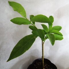 ニオイバンマツリ　発根　小苗　///の画像