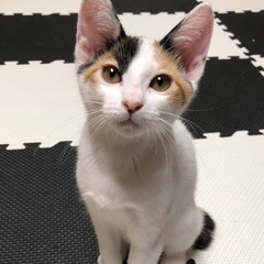 可愛い盛りの4頭の子猫たち❗️
