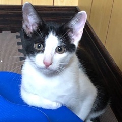 可愛い盛りの2頭の子猫❗️