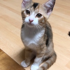 とても甘えん坊な2ヶ月の女の子❗️