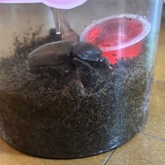 カブトムシ 国産 メスの画像