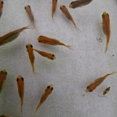 金魚　稚魚　2の画像