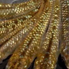 ゴールドメダカ「琥珀ラメ」針子10匹