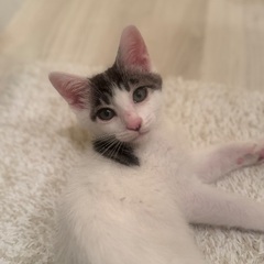 子猫ちゃんの里親探してます