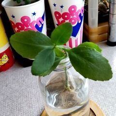 お部屋に土を持ち込みたくない方に水栽培『マザーリーフ』(WML300①)の画像