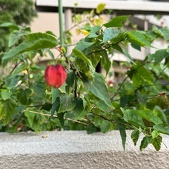 一緒に大阪万博行きませんか？