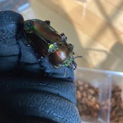 ニジイロクワガタ　ホワイトアイペアの画像